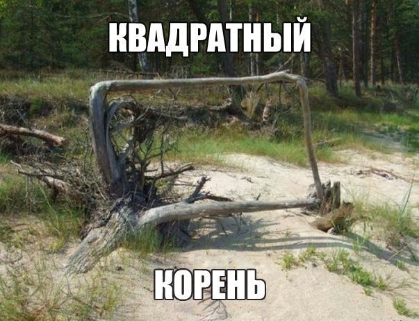 корешок.jpg