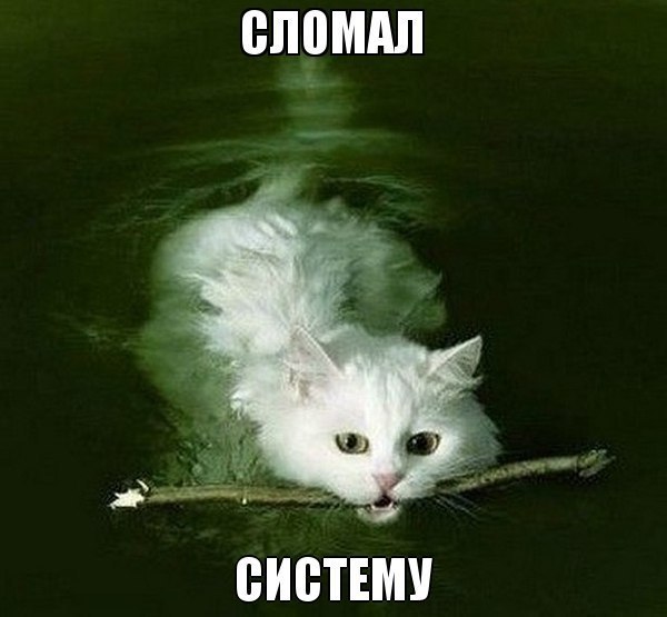 котик3.jpg