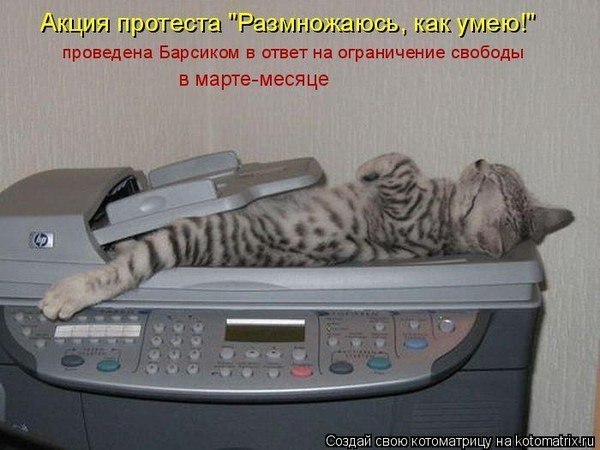 кот2.jpg