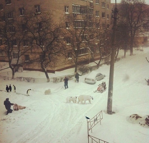 Москва, март, всё в норме.jpg