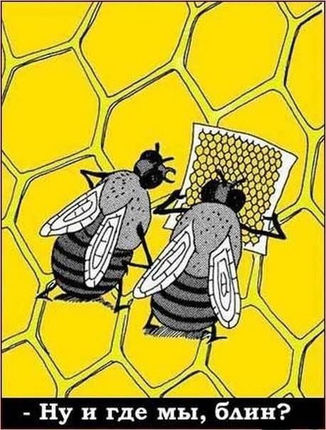 пчёлки.jpg
