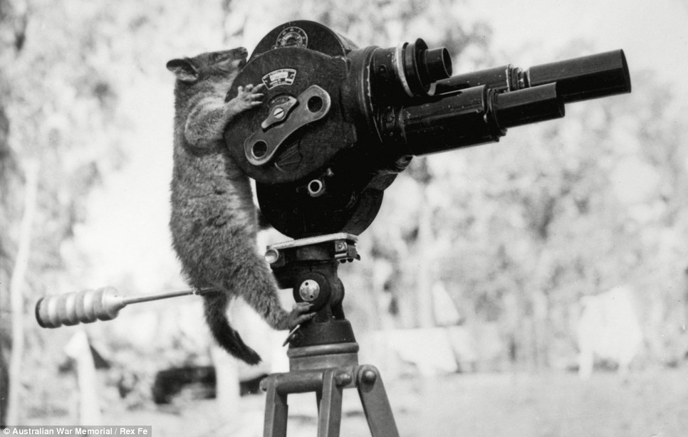 A ring-tailed possum examines an Australian Department of Information movie camera.jpg