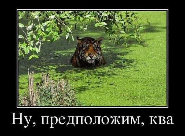 затаился.jpg