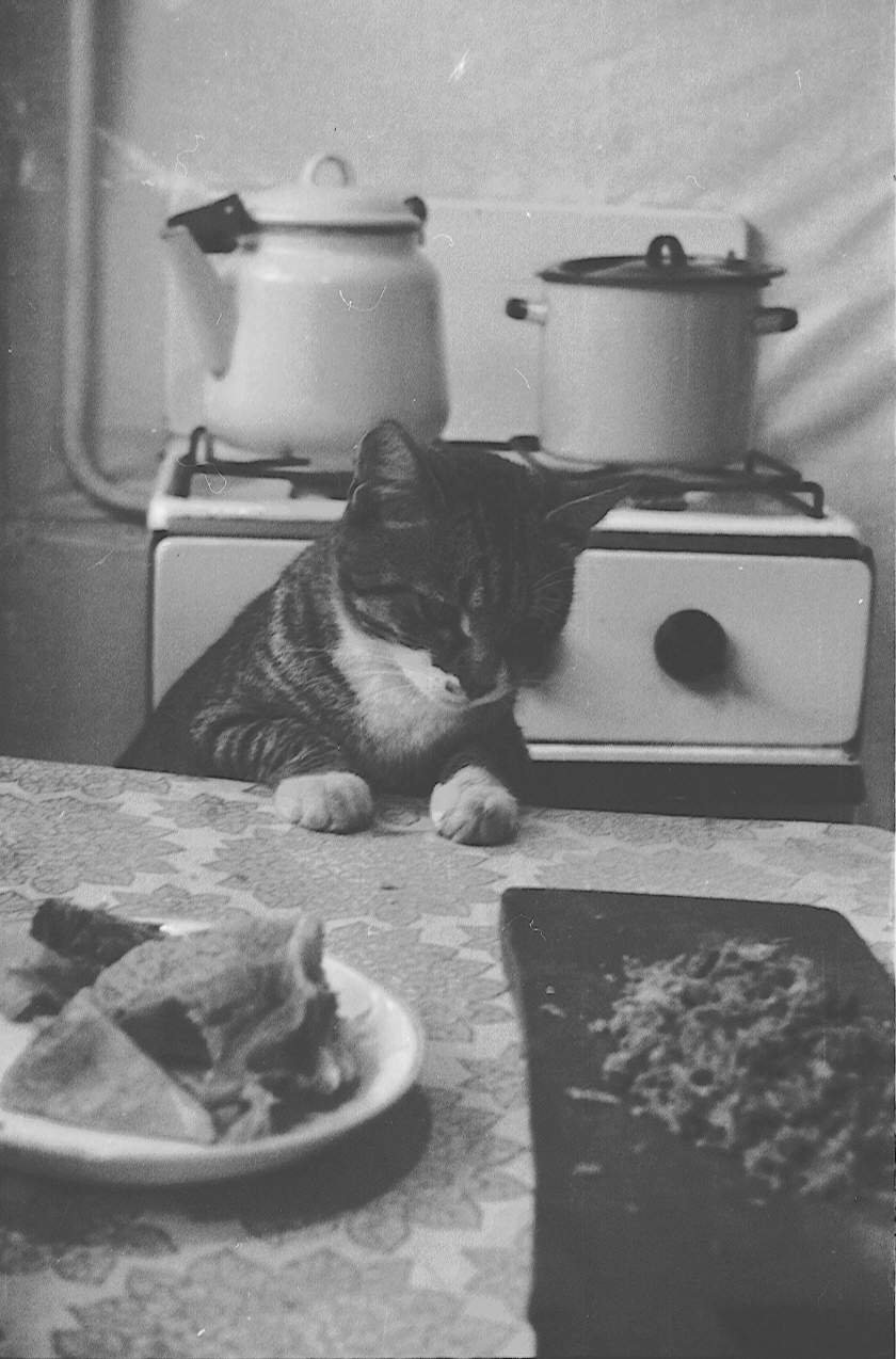 My cat Mura - pic from 1970s.JPG