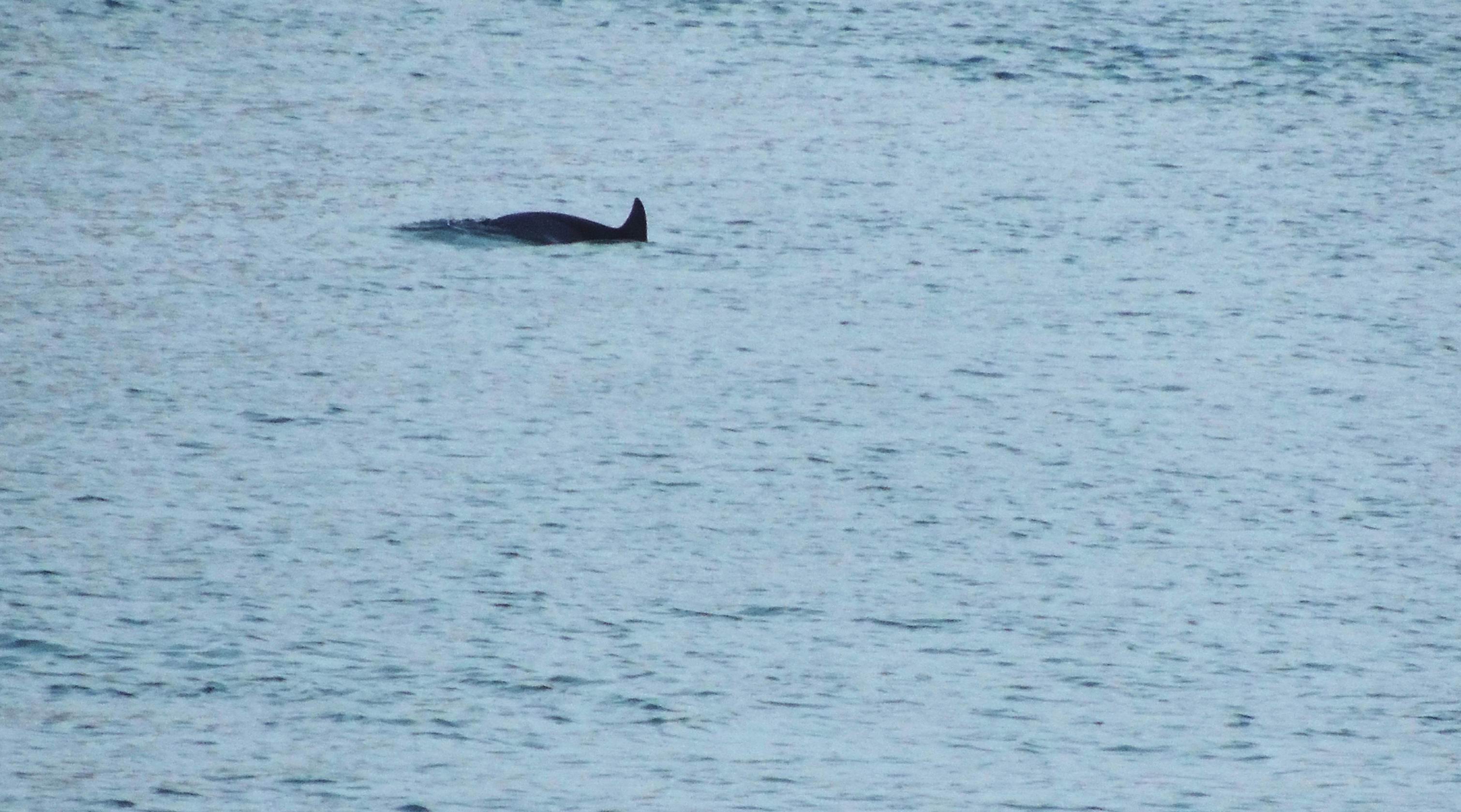 2013-09-26. 192=дельфин белобочка.jpg