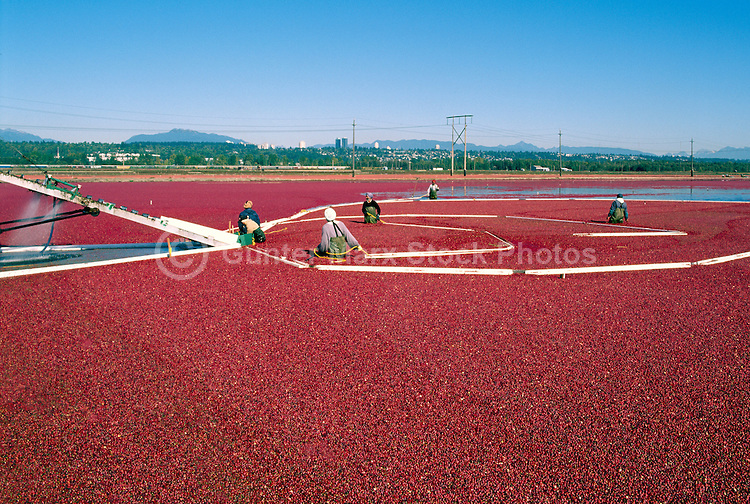 Cranberry-Harvest-CRA-0053.jpg