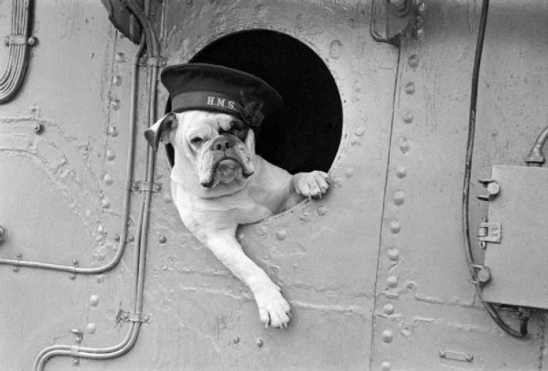 -Venus-_the_bulldog_mascot_of_the_destroyer_HMS_VANSITTART_1941.jpg